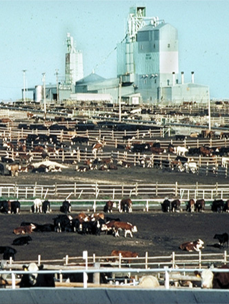 Cows in pens.