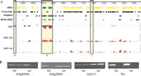 Epigenetic variation in Arabidopsis thaliana