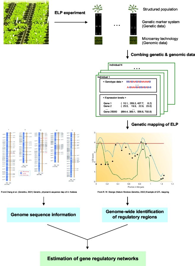 Combining QTL Analysis with Microarray Data