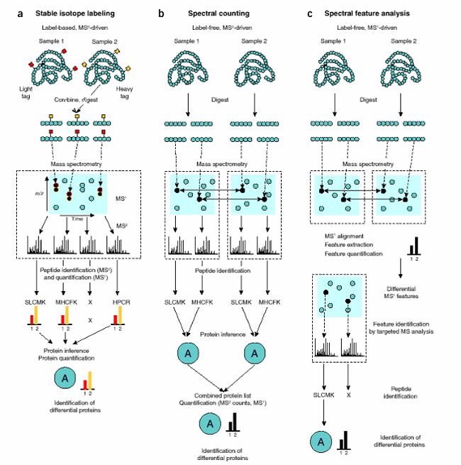 Analysis and validation of proteomic data generated by tandem mass spectrometry