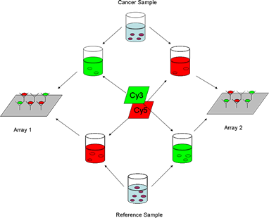 Protein Array Analysis