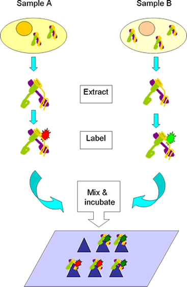 Protein Array Analysis