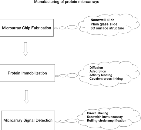 Protein Array Analysis